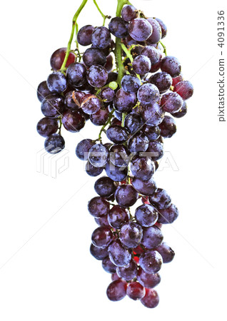 Red grapes 4091336