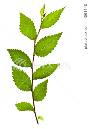 Branch with green leaves Branch with green leaves 4091348