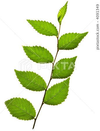 foliage, leaf, leafs 4091349