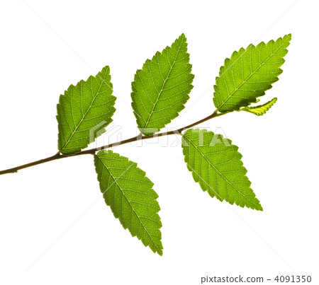Branch with green leaves Branch with green leaves 4091350