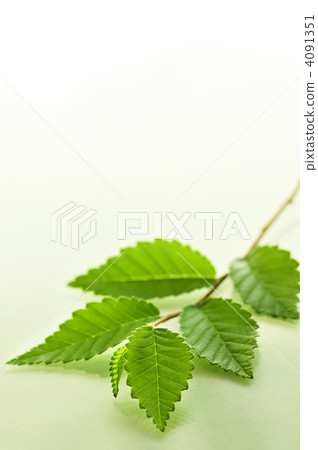 Branch with green leaves Branch with green leaves 4091351