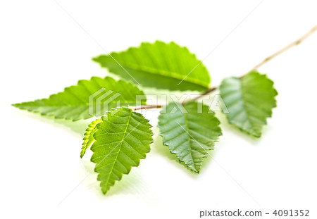Branch with green leaves Branch with green leaves 4091352