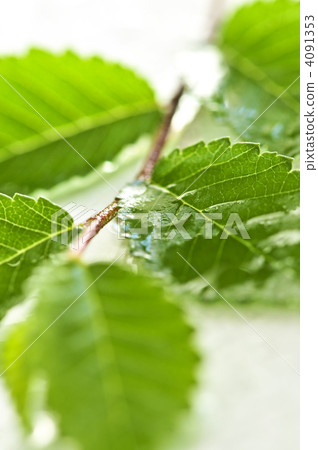 Branch with green leaves Branch with green leaves 4091353