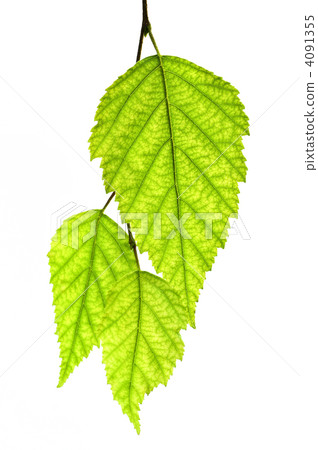 Branch with green leaves Branch with green leaves 4091355