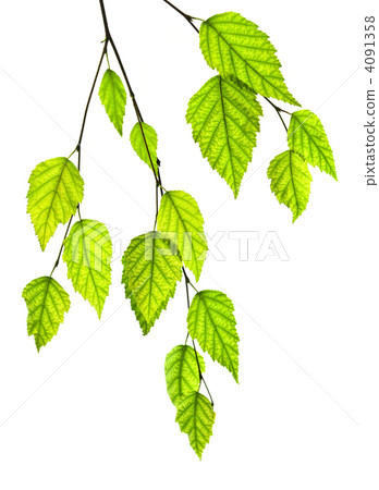 Branch with green leaves 4091358