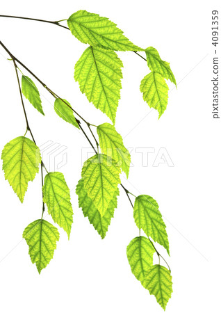 Branch with green leaves Branch with green leaves 4091359