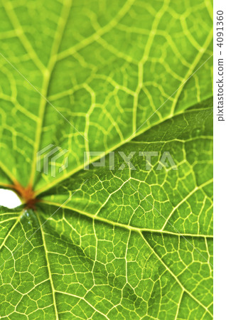 Green leaf texture Green leaf texture 4091360