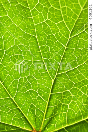 Green leaf texture Green leaf texture 4091361
