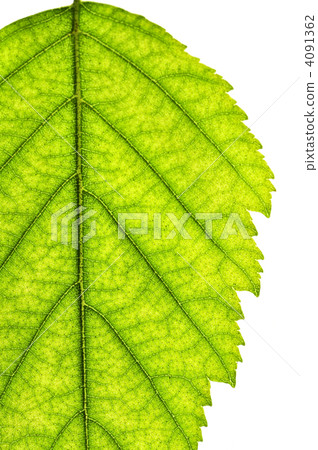 Isolated tree leaf Isolated tree leaf 4091362