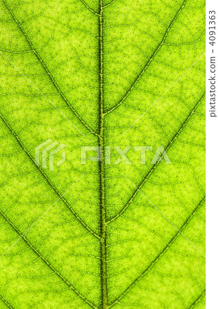 Green leaf texture Green leaf texture 4091363