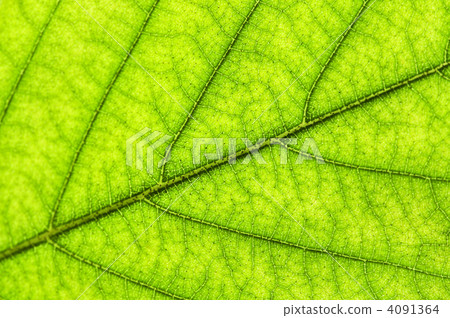 Green leaf texture Green leaf texture 4091364