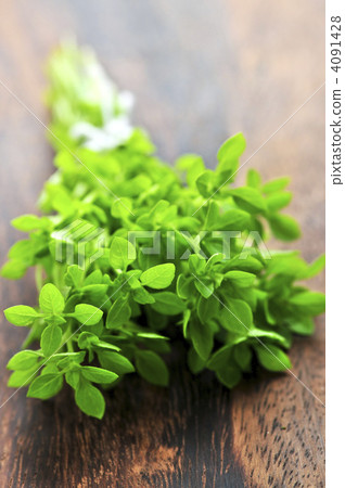 Bunch of fresh oregano Bunch of fresh oregano 4091428