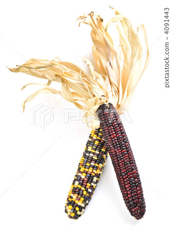 Indian corn Indian corn 4091443