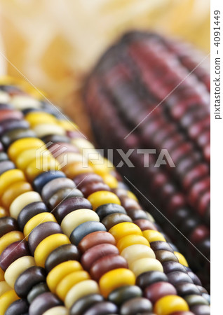 Indian corn Indian corn 4091449