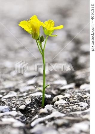 Flower growing from crack in asphalt Flower growing from crack in asphalt 4091558