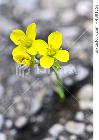 Flower growing from crack in asphalt 4091559