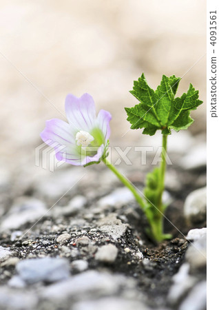 Flower growing from crack in asphalt Flower growing from crack in asphalt 4091561