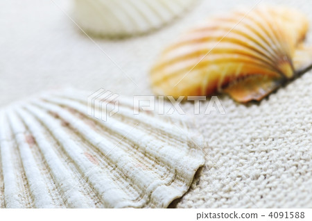 Seashells Seashells 4091588