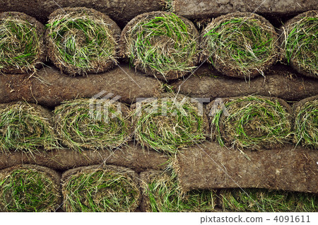 Rolled sod 4091611