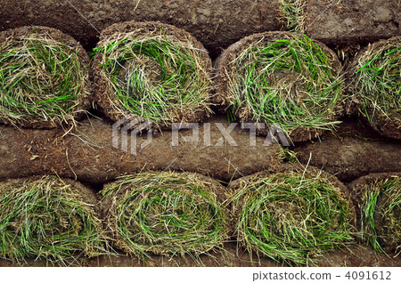 Rolled sod Rolled sod 4091612