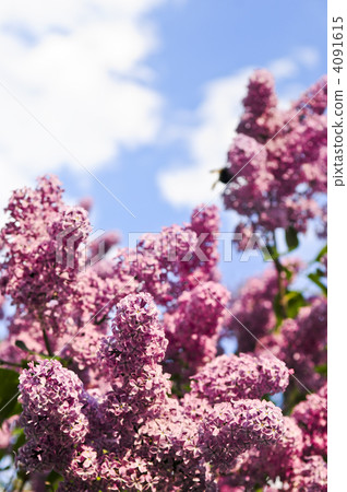 Lilac Lilac 4091615