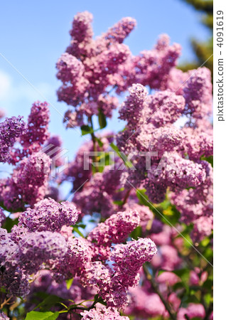 Lilac 4091619