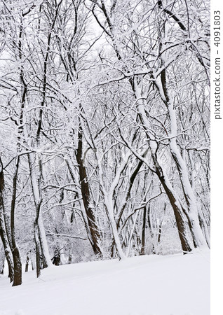Winter park landscape 4091803