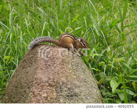 Chipmunk Chipmunk 4092055