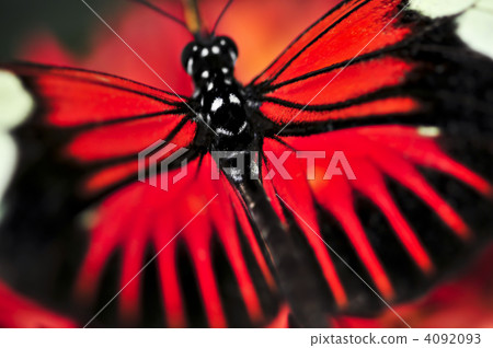 Red heliconius dora butterfly Red heliconius dora butterfly 4092093