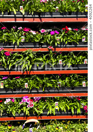 Flowers for sale Flowers for sale 4092264