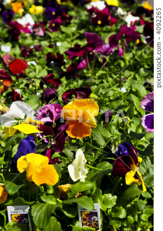 Pansies for sale Pansies for sale 4092265