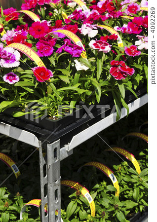 Flowers for sale Flowers for sale 4092269