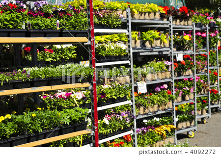 Flowers for sale Flowers for sale 4092272