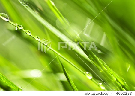 Green grass background Green grass background 4092288