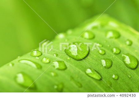 Green leaf background with raindrops Green leaf background with raindrops 4092430