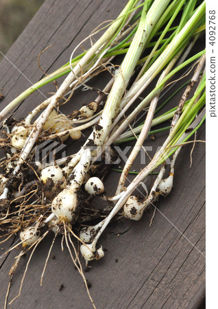 Extend Extend 4092768