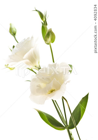 Isolated white flowers Isolated white flowers 4092834