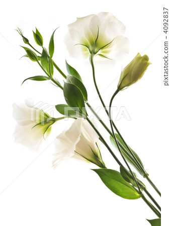 Isolated white flowers 4092837