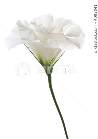 Isolated white flower 4092841