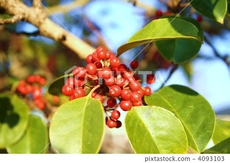 鐵冬青 水果 冬青科 4093103