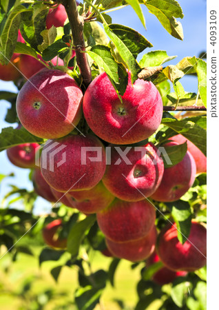 Apples on tree Apples on tree 4093109