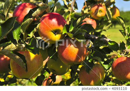 Apples on tree 4093110