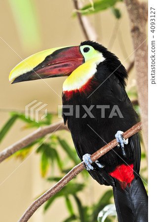 Chestnut Mandibled Toucan 4093127