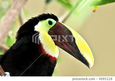 Chestnut Mandibled Toucan 4093128