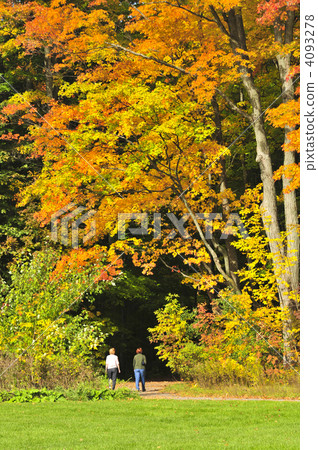 Autumn maple tree 4093278