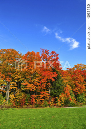 Autumn trees Autumn trees 4093280