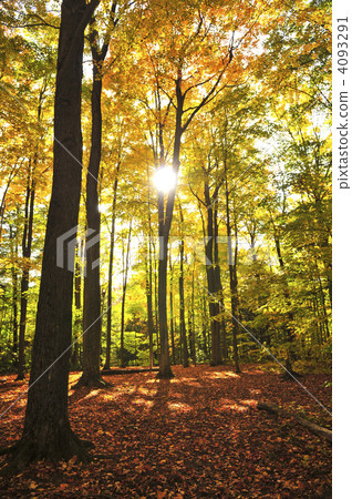 Fall forest 4093291