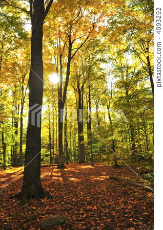 Fall forest 4093292