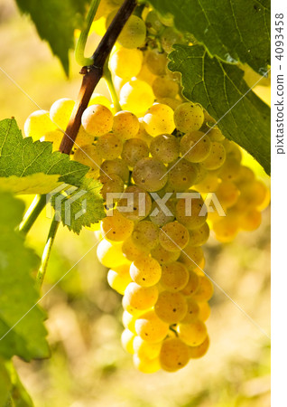 Yellow grapes 4093458