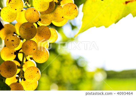 Yellow grapes 4093464